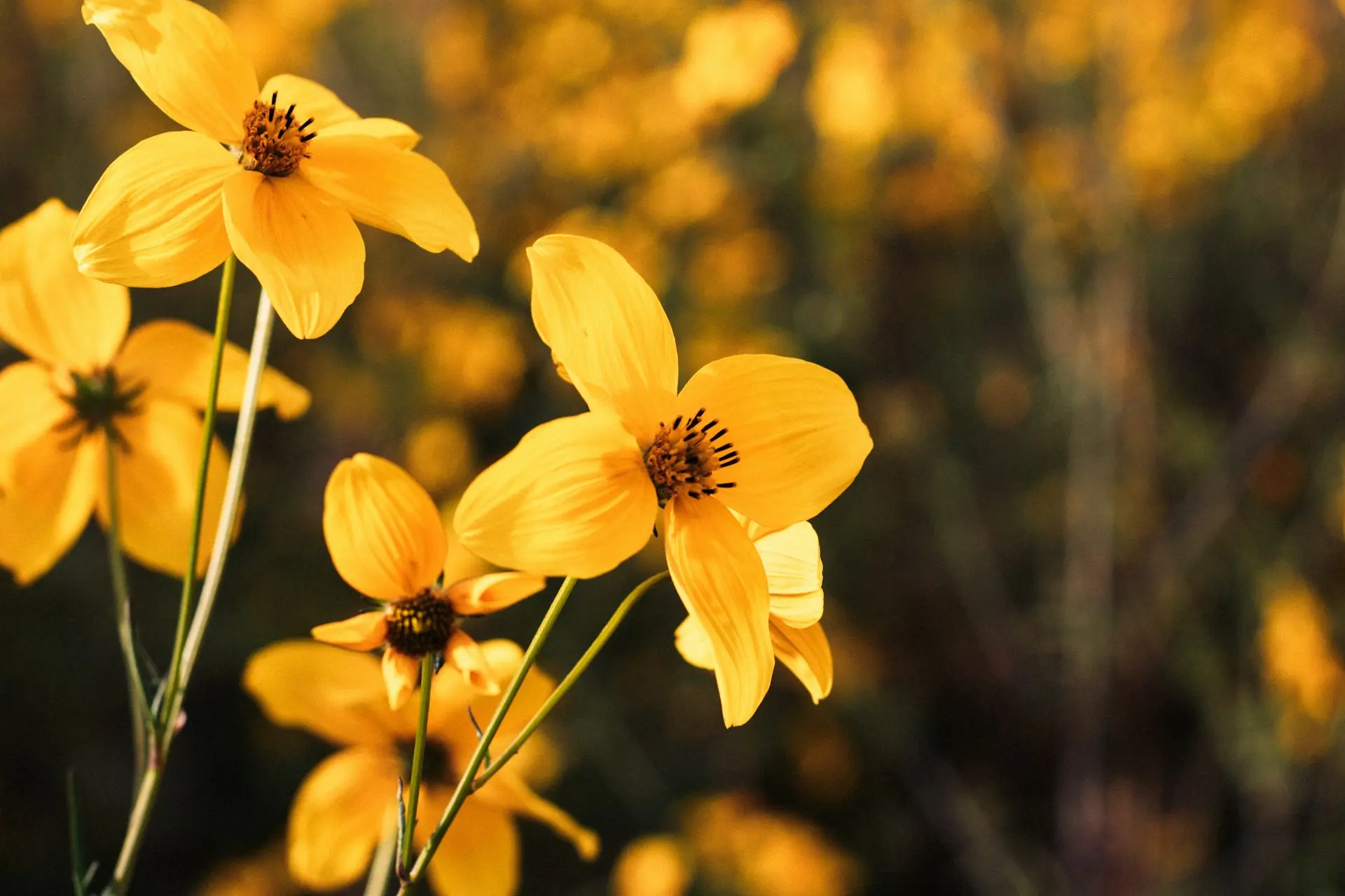 a bunch of yellow flowers in a field
