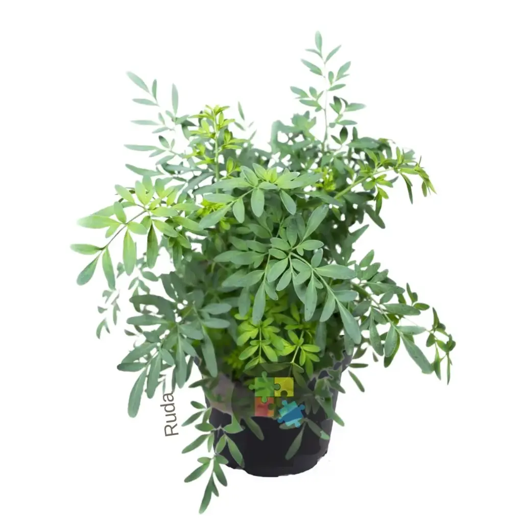 Ruda (Ruta graveolens)