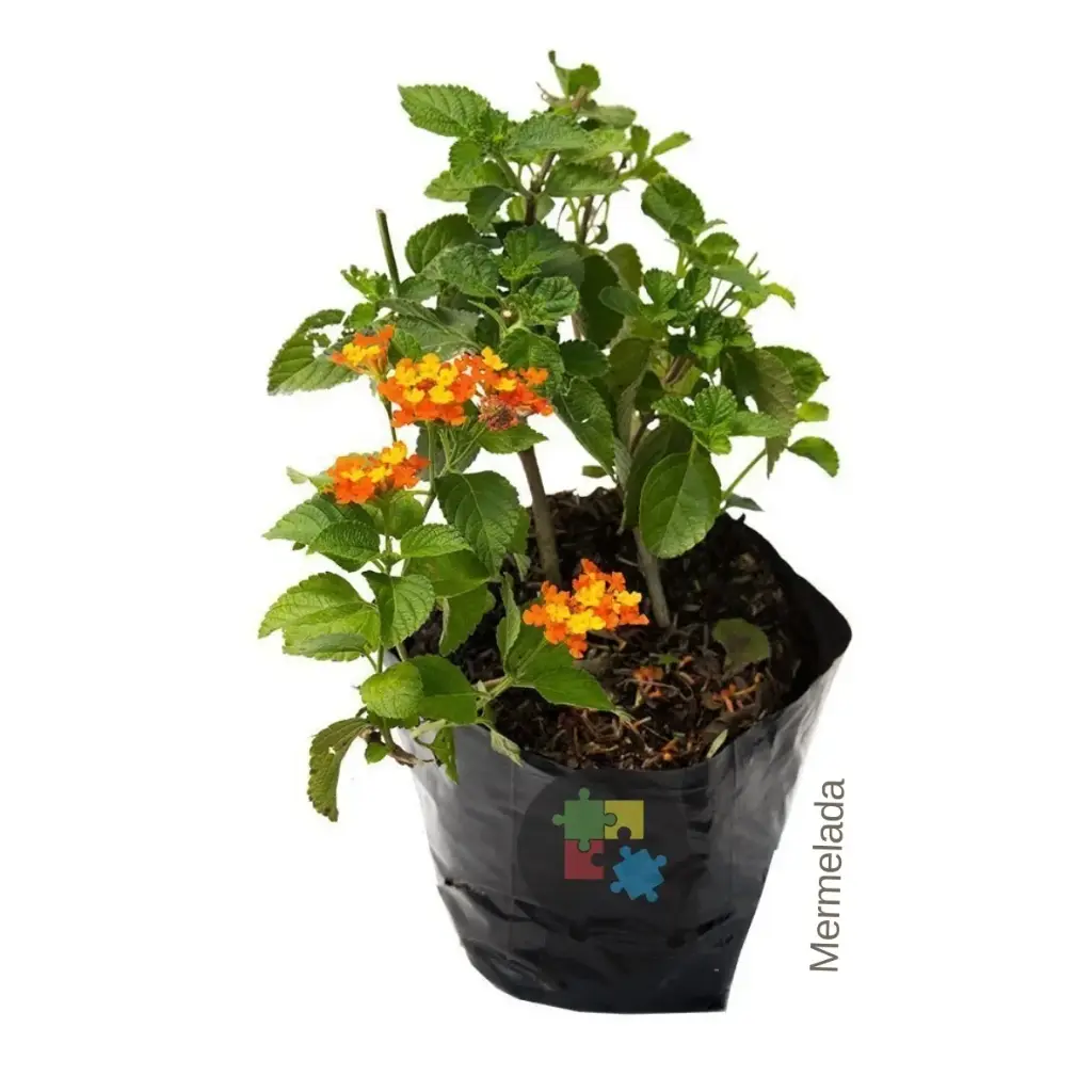 Mermelada (Lantana camara)