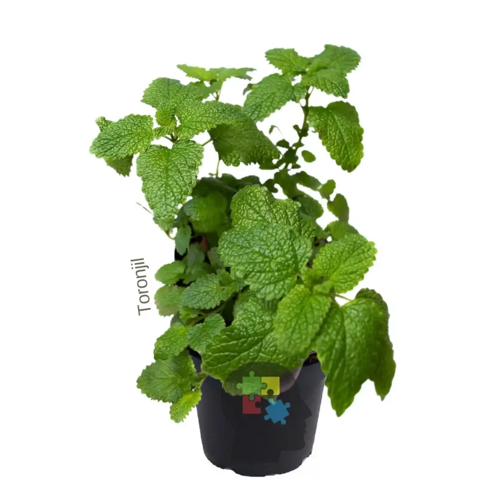 Toronjil (Melissa officinalis)