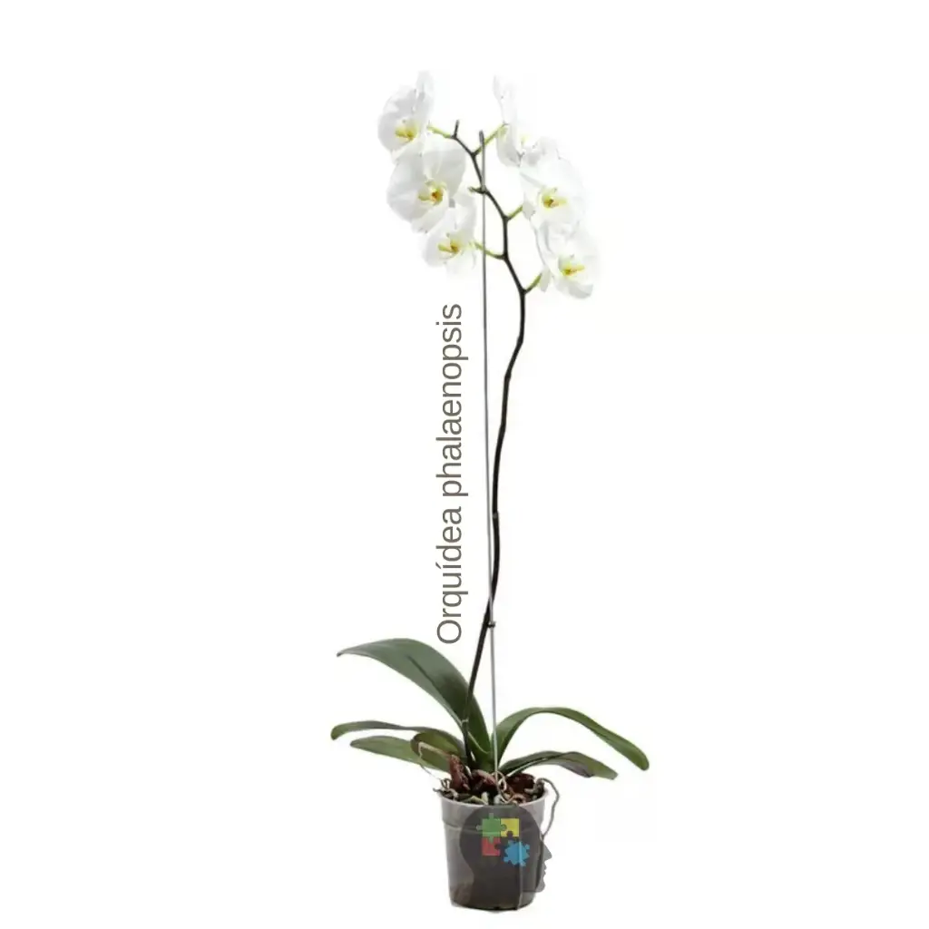 Phalaenopsis (Phalaenopsis aphrodite)