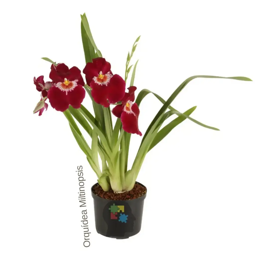 Miltonia(orquídea Miltoniopsis)