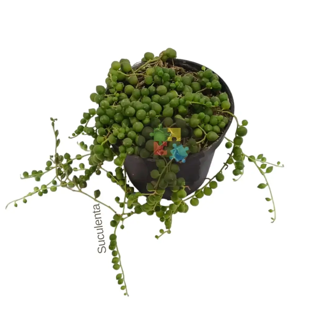 Camándula (Curio rowleyanus)