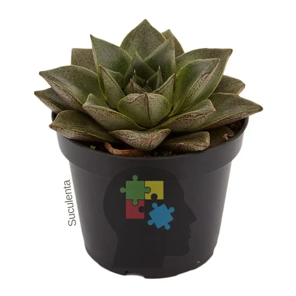 Echeveria (Echeveria purpusorum)