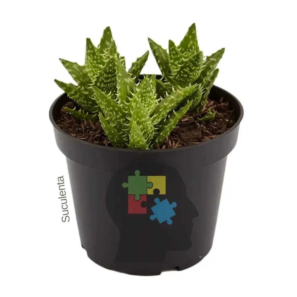 Aloe diente de tigre (Aloe juvenna)