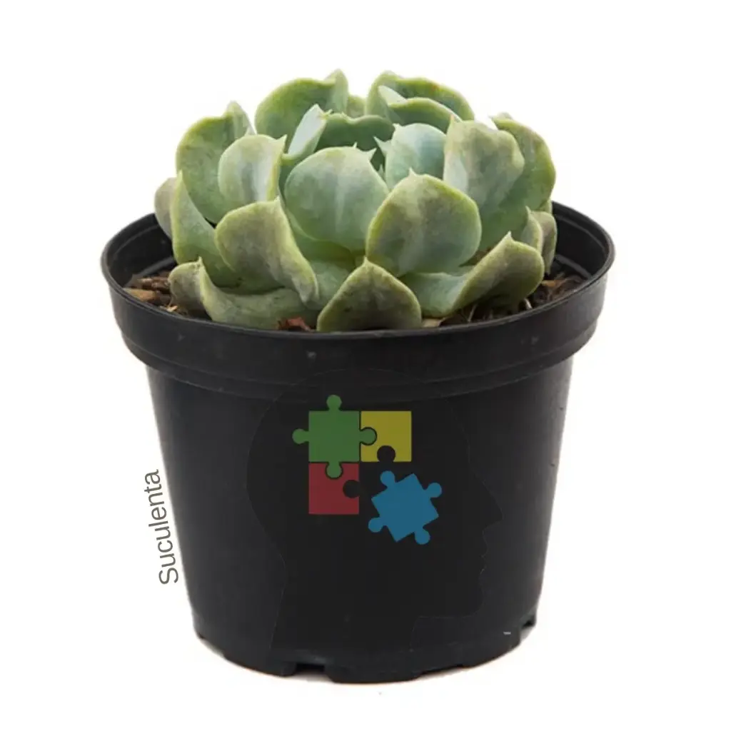 Rosa alabastro (Echeveria elegans)