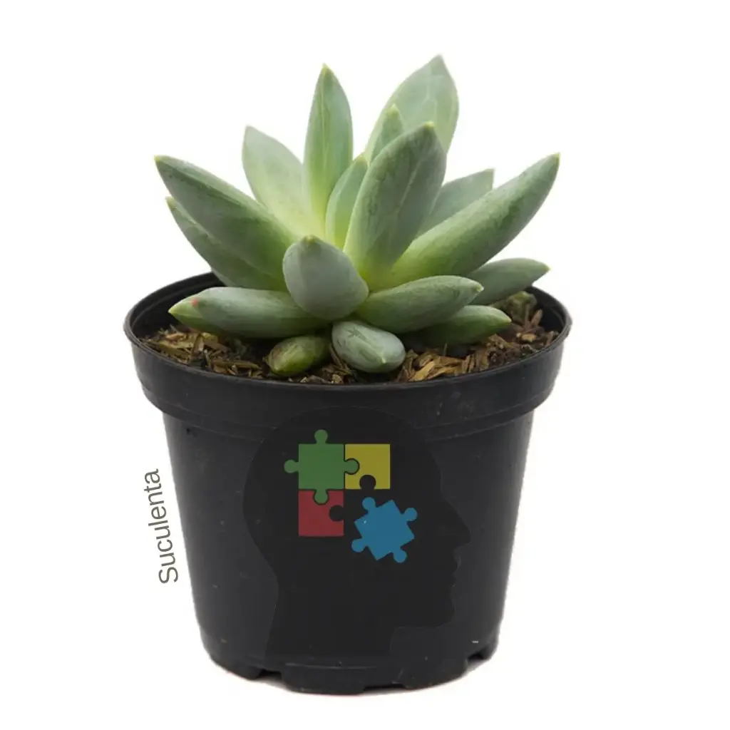 Roseta (Echeveria hagaii)