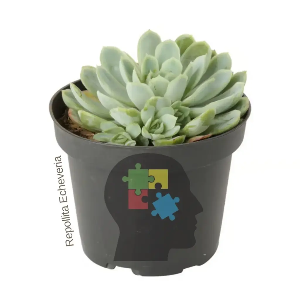 Rosa alabastro (Echeveria elegans)