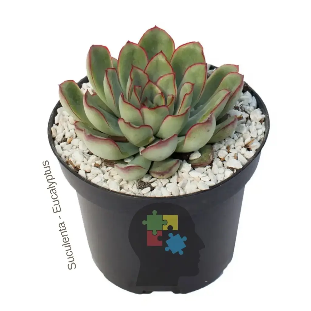 Echeveria (Echeveria pulidonis)
