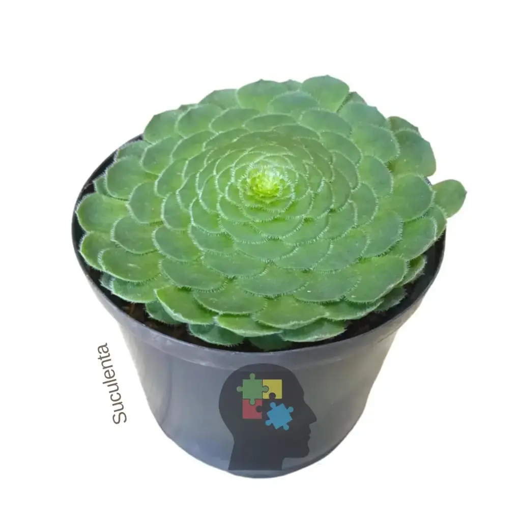 Rosa de jerico (Aeonium tabuliforme)