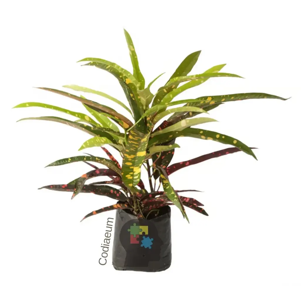 Croton(Codiaeum variegatum)