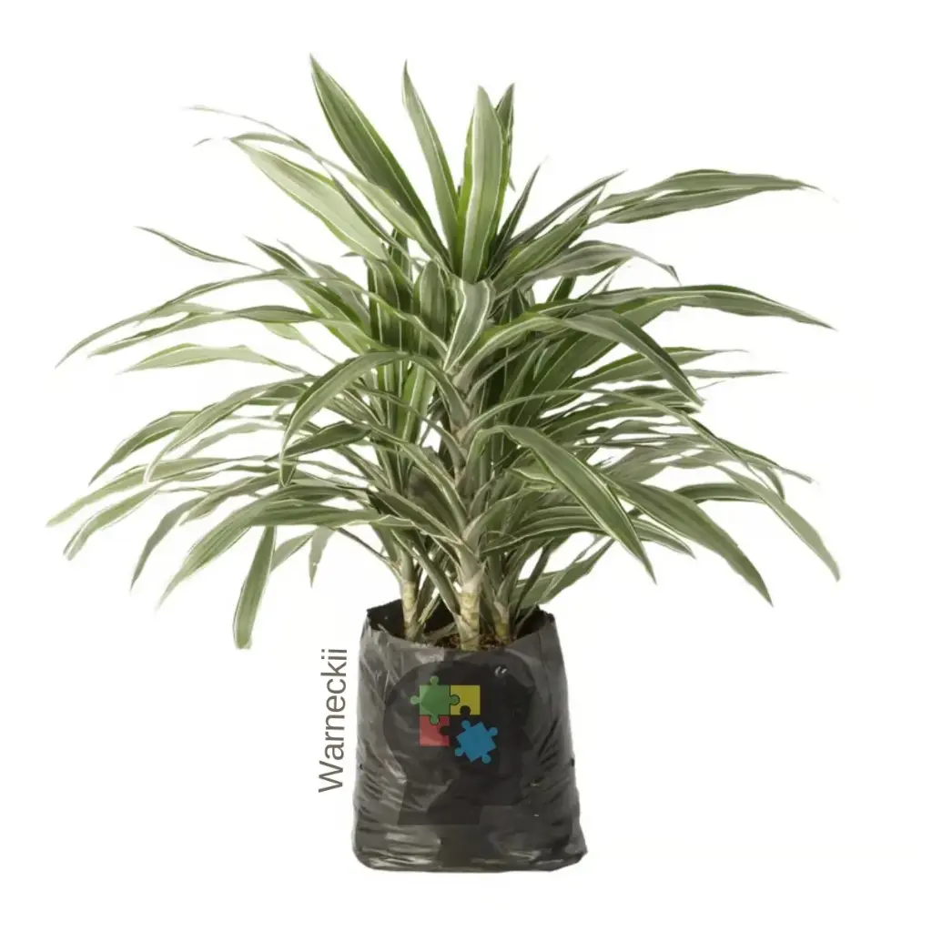 Dracena (Dracaena Warneckii)