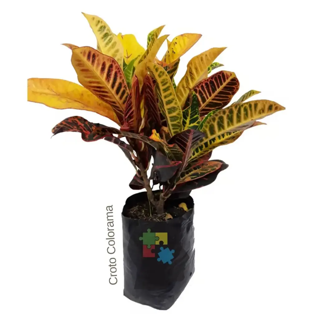 crotón 'Petra'(Codiaeum variegatum)