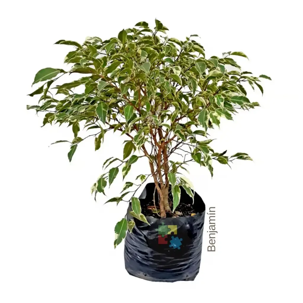 Benjamín (Ficus benjamina L.)