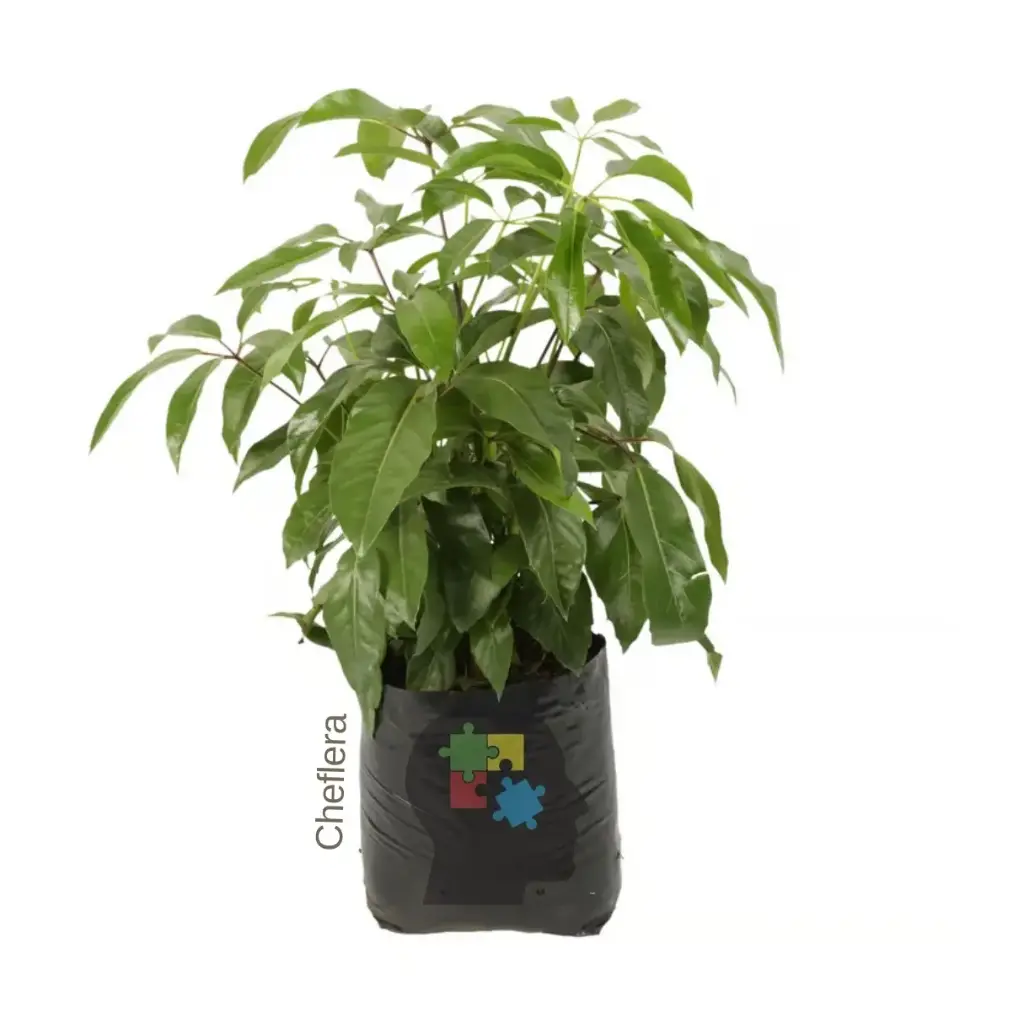 Cheflera (Schefflera)