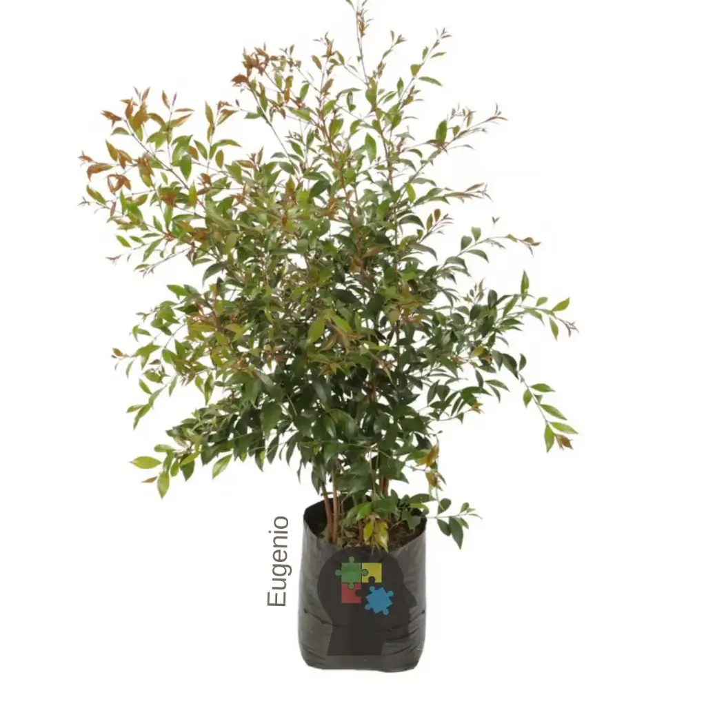 Eugenio (Syzygium paniculatum)