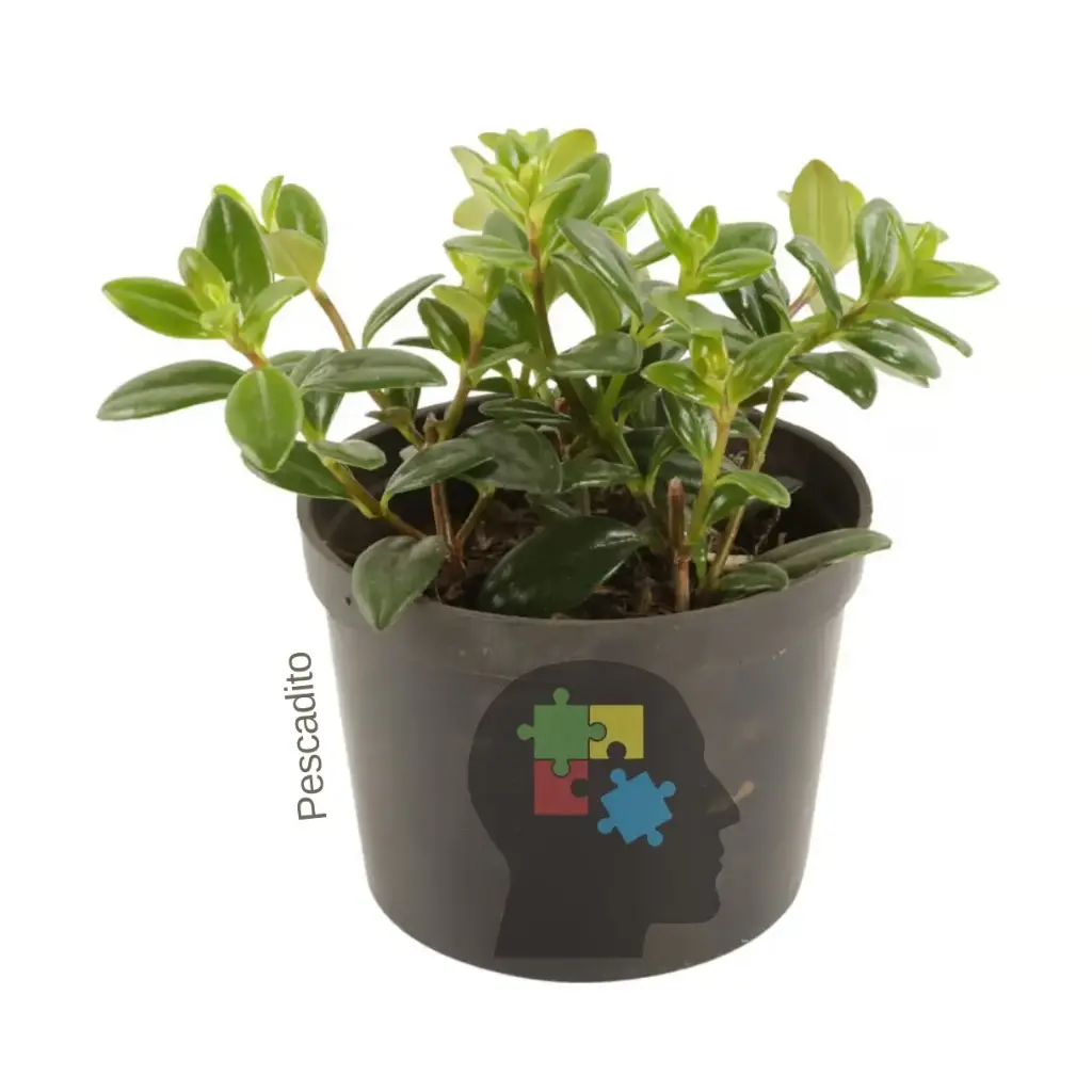 Pescadito (Nematanthus gregarius. )