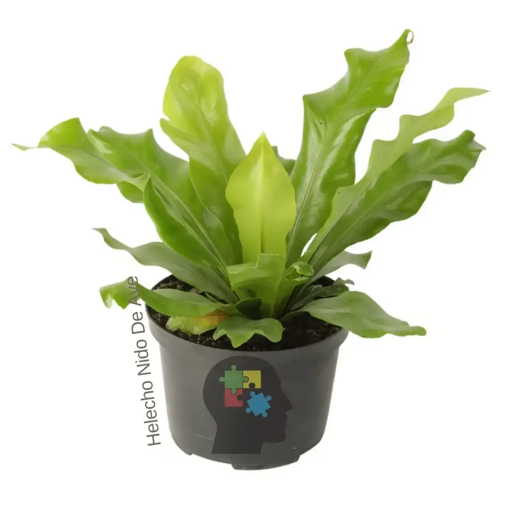 helecho nido de ave (Asplenium nidus)