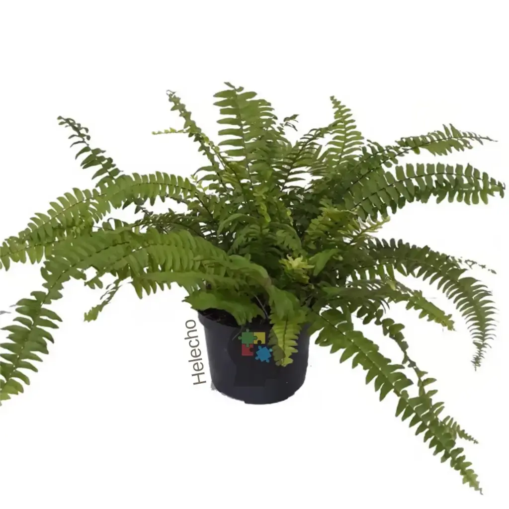helecho de Boston (Nephrolepis exaltata)