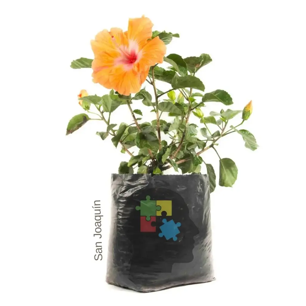 Ornamentales Flor #2