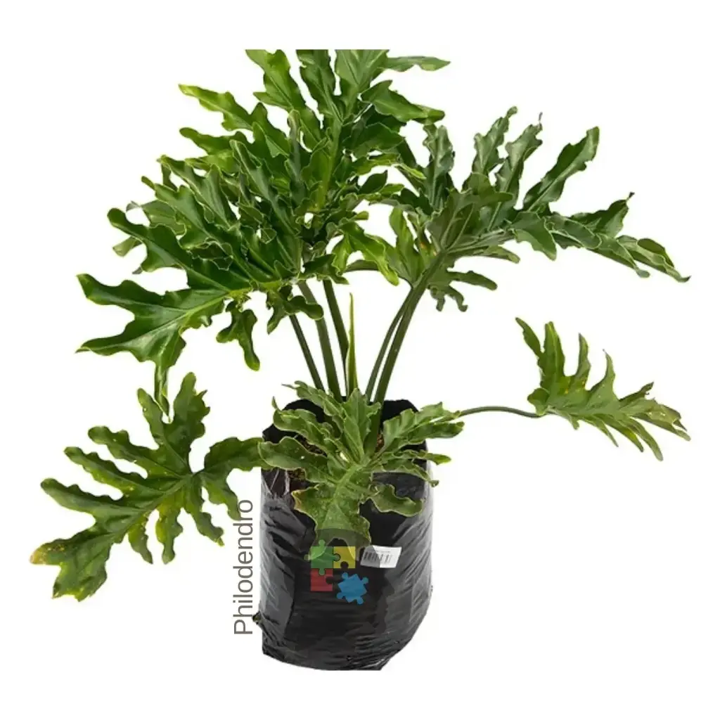 filodendro (Thaumatophyllum bipinnatifidum)