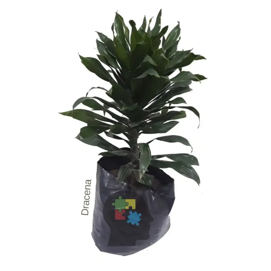 Dracena (Dracaena fragrans)