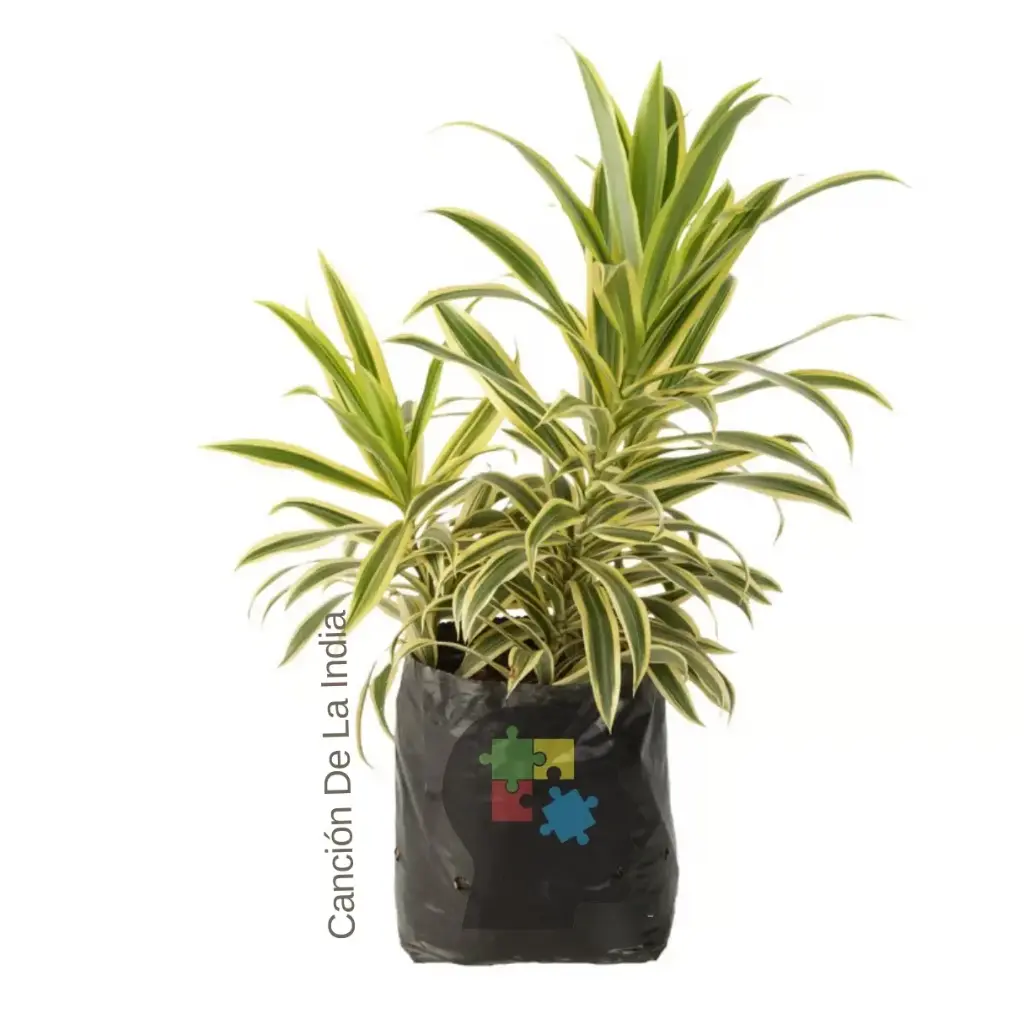 Cancion de la india (Dracaena reflexa)