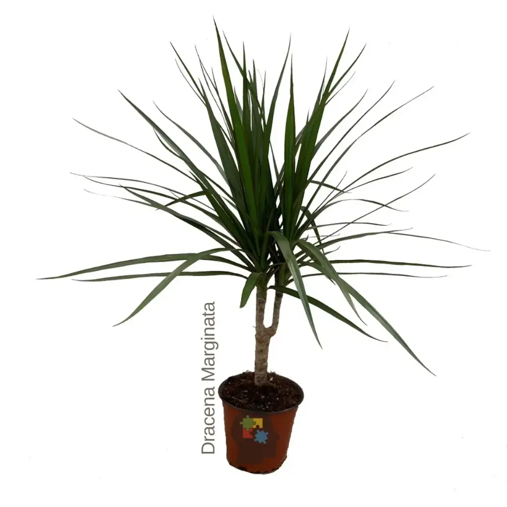 Dracena marginata (Dracaena reflexa var. angustifolia)
