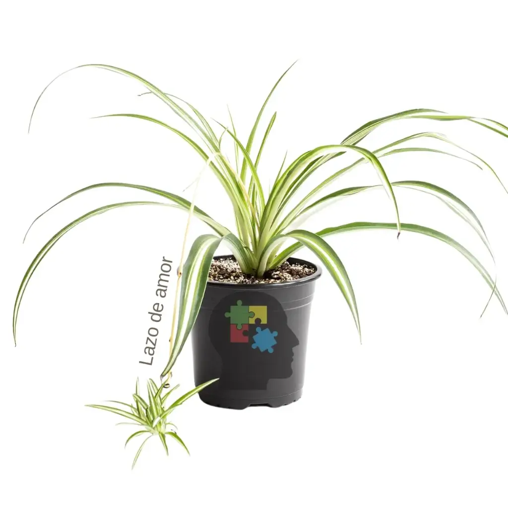 Lazo de amor (Chlorophytum comosum)