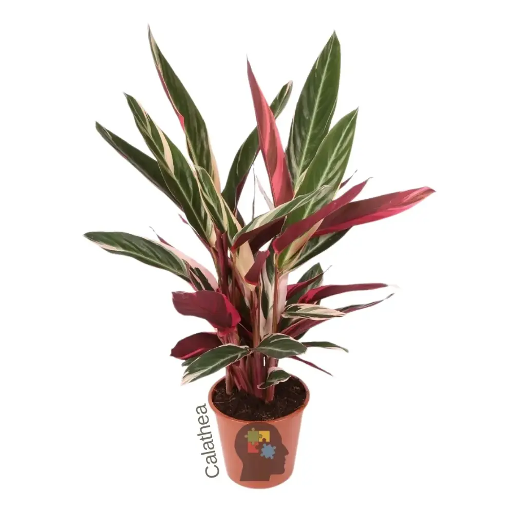 Calanthea (Stromanthe sanguinea 'Triostar')