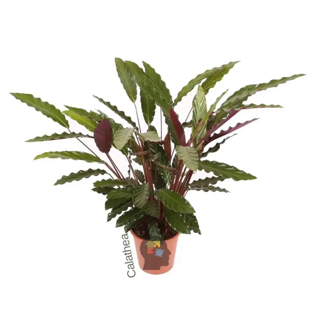 Calanthea (calathea wavestar)