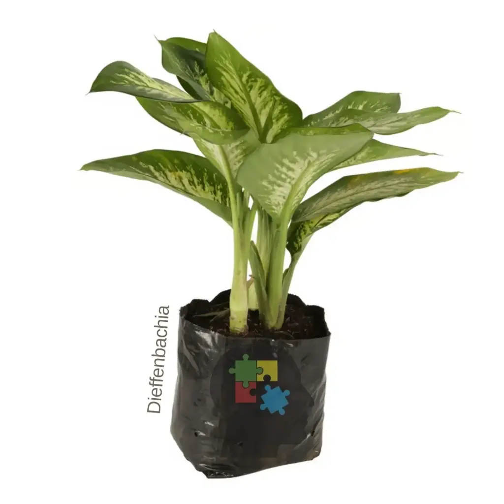 dieffenbachia (Dieffenbachia)