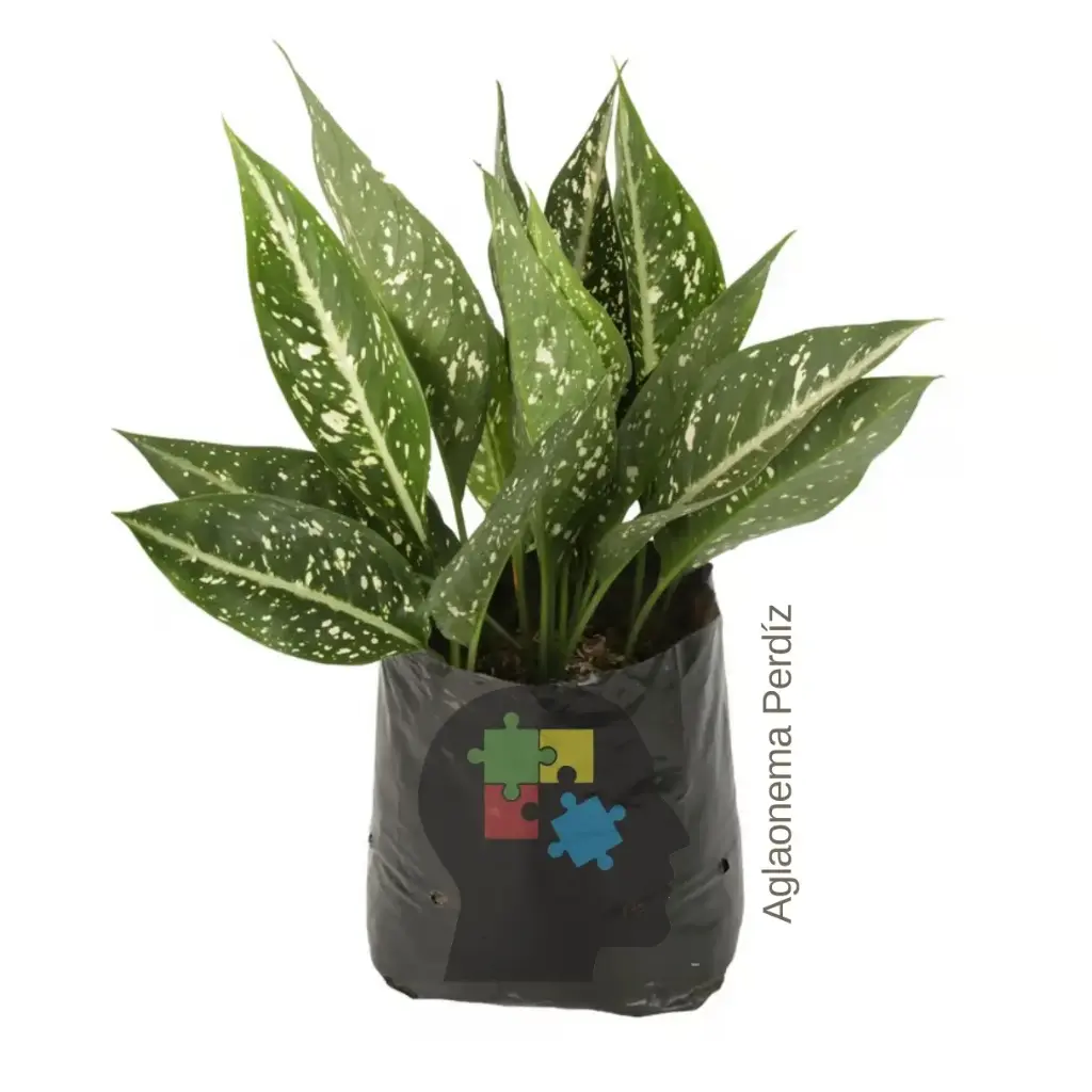 Aglonema (Aglaonema 'Perdíz')