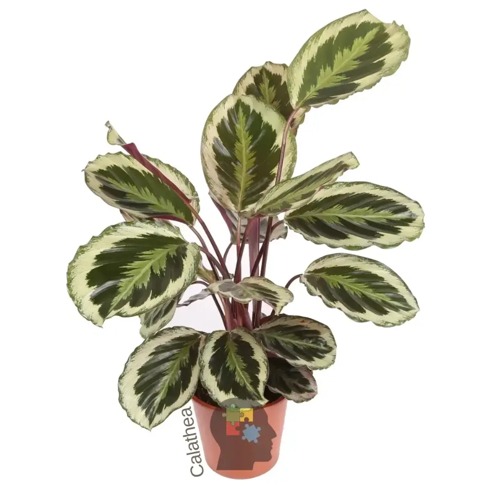 Calathea ( calathea shinestar)