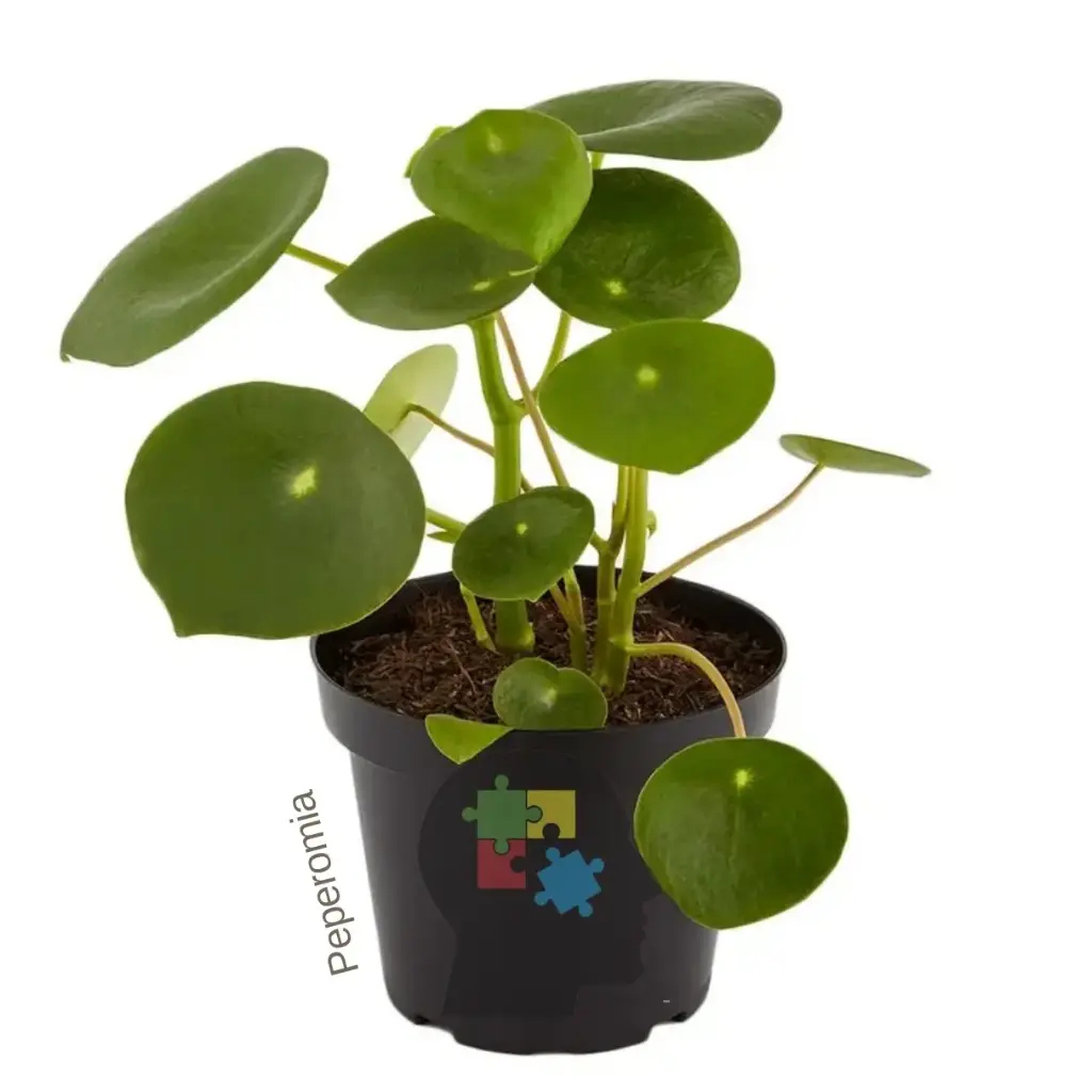 peperomia (Pilea peperomioides)