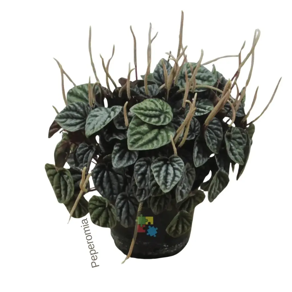 Peperomia (Peperomia caperata)