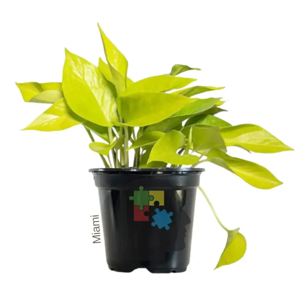 poto dorado (Epipremnum aureum),