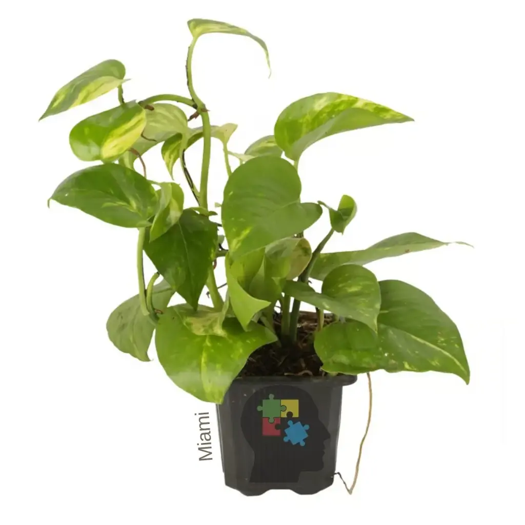 poto dorado (Epipremnum aureum)