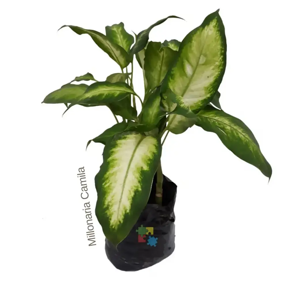 Millonaria camila (Dieffenbachia Camila)