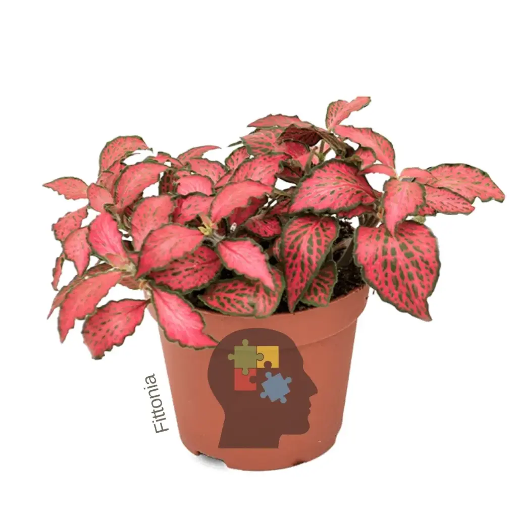 Fittonia (Fittonia albivenis)