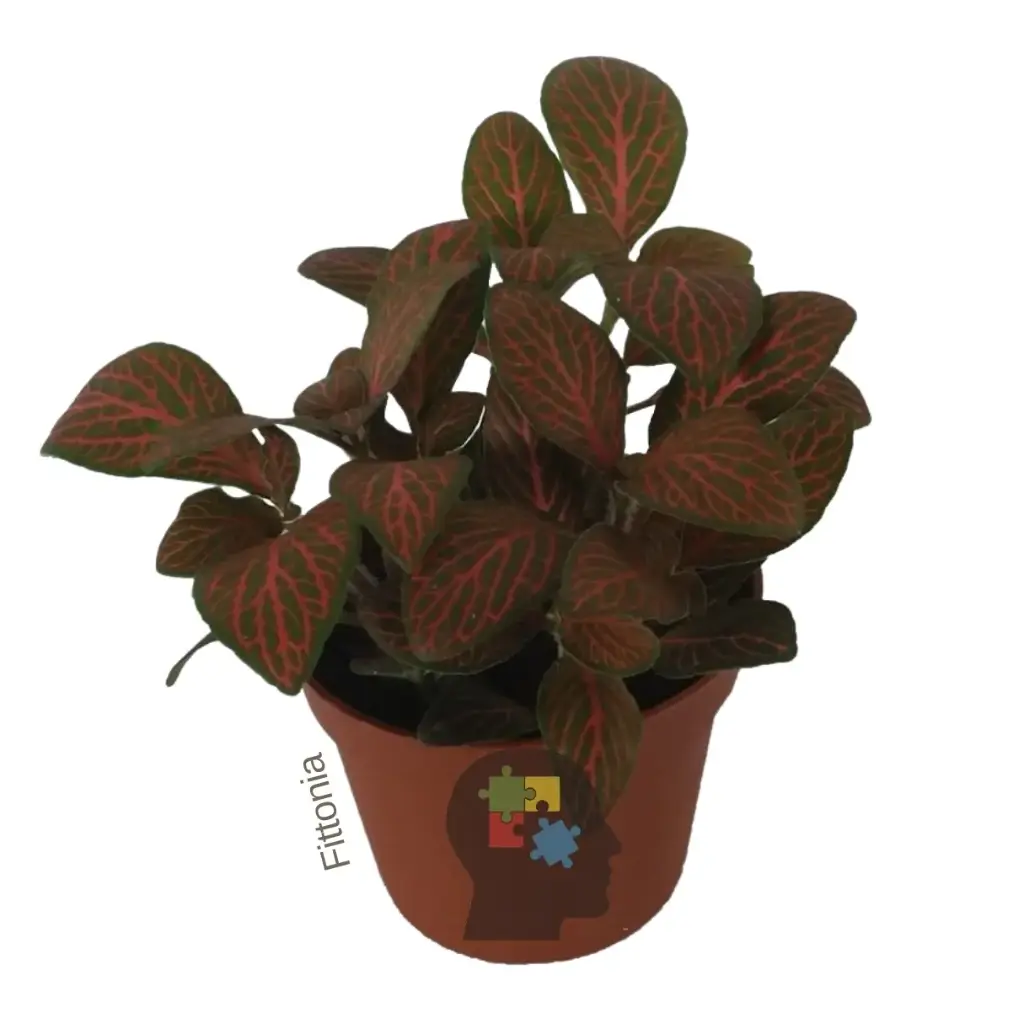 Fittonia (Fittonia albivenis)