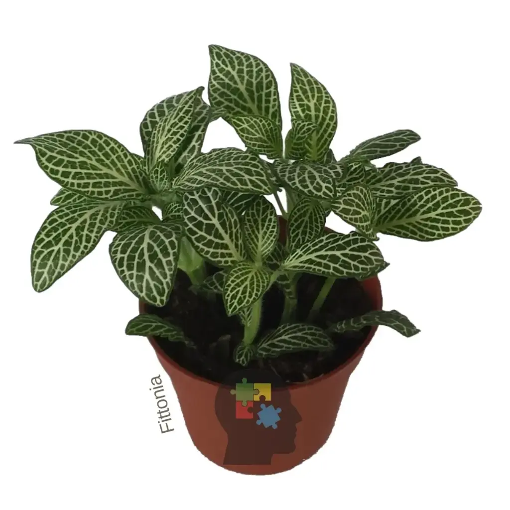 Fittonia (Fittonia albivenis)