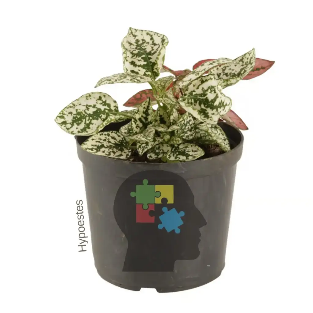 Polka (Hypoestes phyllostachya.)