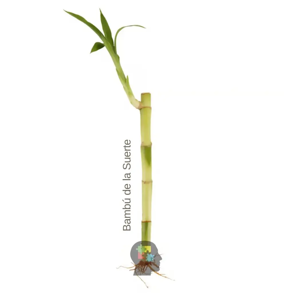 Bambú de la Suerte (Dracaena sanderiana)