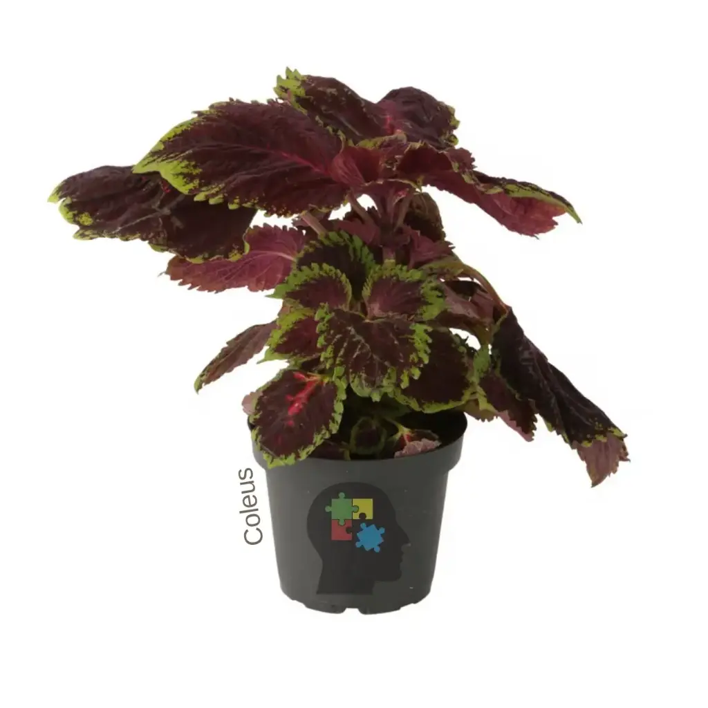 cóleo (Coleus)