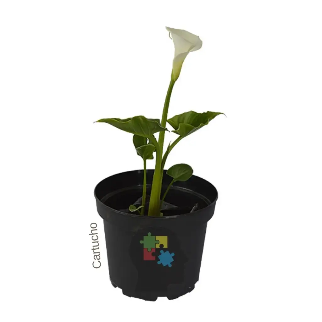 Lirio de agua (Zantedeschia aethiopica)