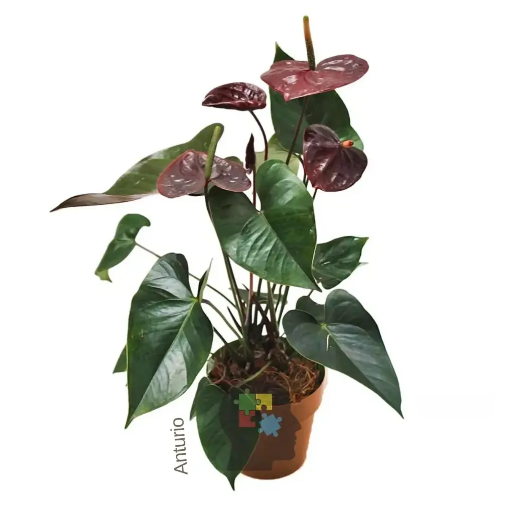 Anturio (Anthurium andreanum)