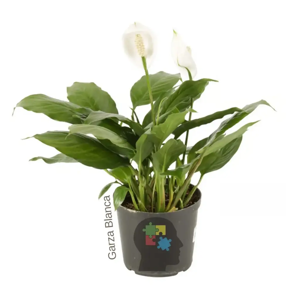 Lirio de la paz (Spathiphyllum wallisii)