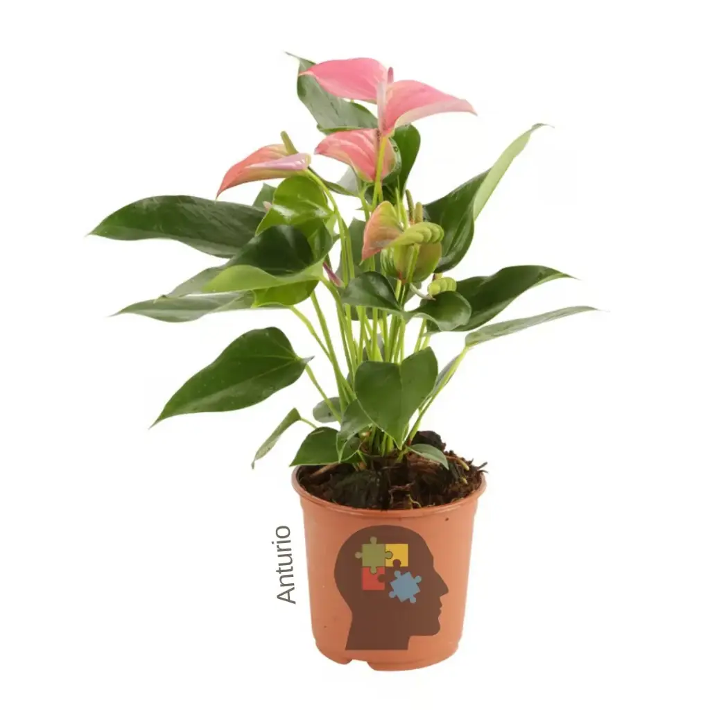 Anturio rosado (Anthurium andreanum)