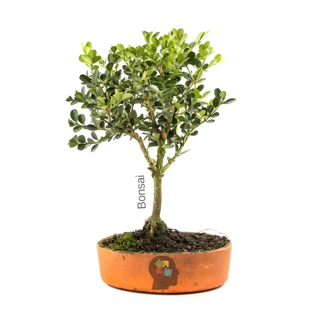 Boj japones (Buxus microphylla)